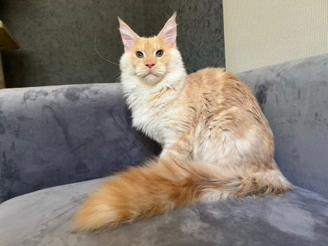 WhatsApp Image 2023-11-23 at 10.46.39 AM (1)