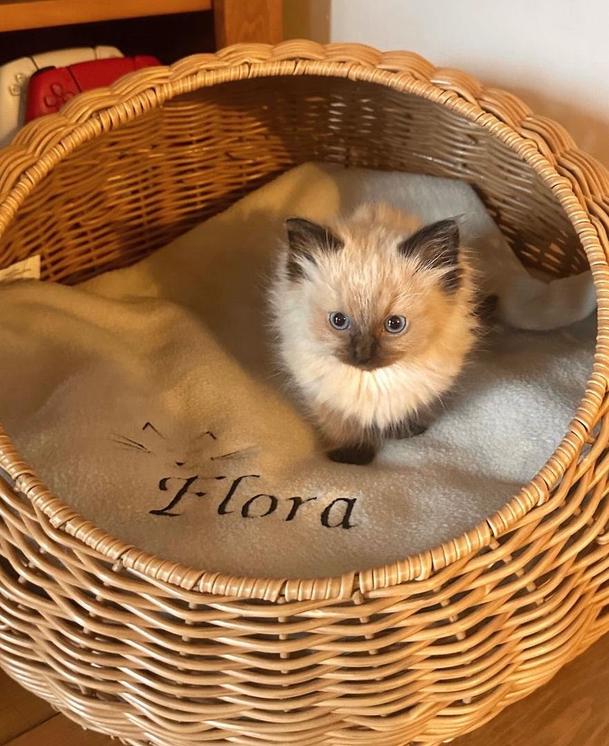 Flora